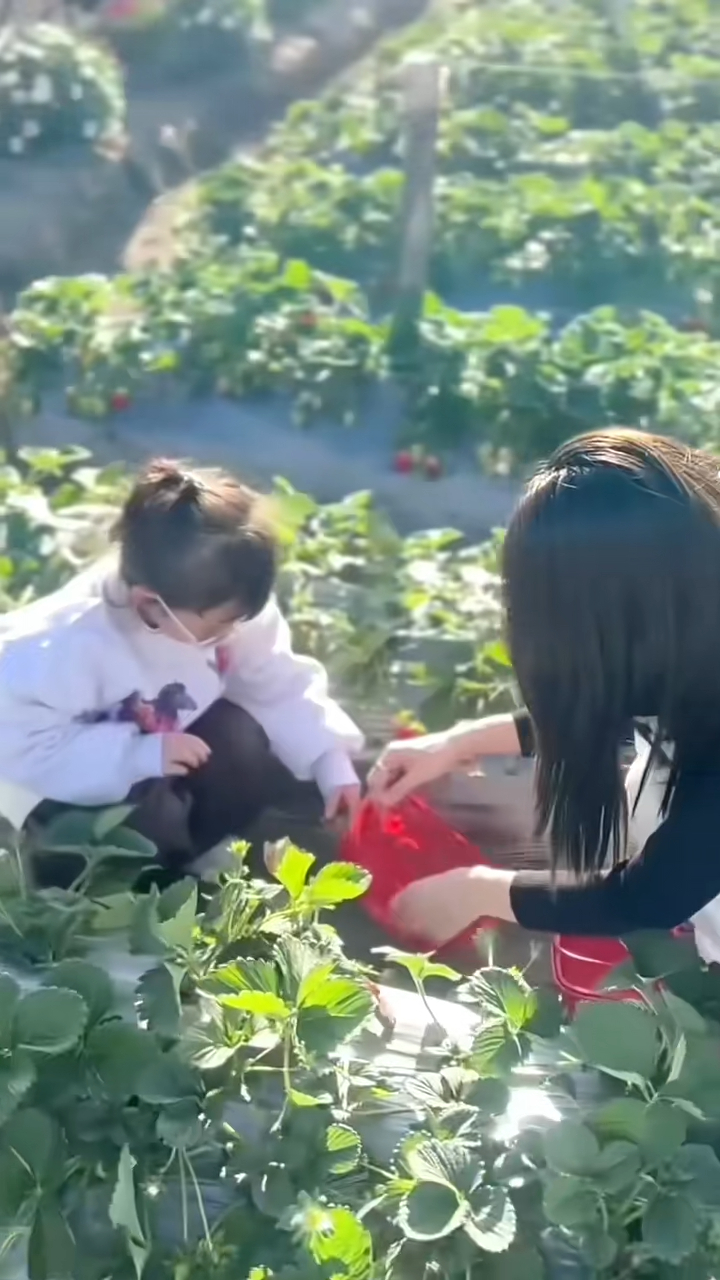 張韾月與女兒去田園摘士多啤梨。