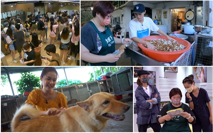 阿妹委託節目為動物庇護站籌款。