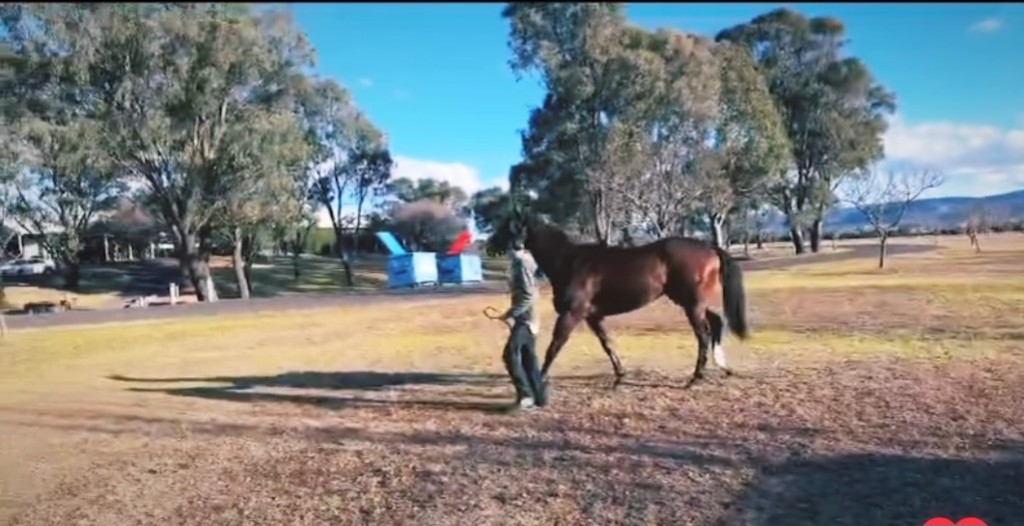 梁浩然名下新馬目前在澳洲隔離營。