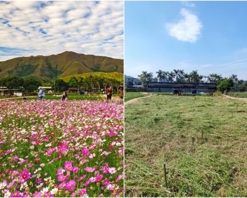 錦田粉紅波斯菊花海已被場主剷走。網民Flora Chau/Angel Chan圖片