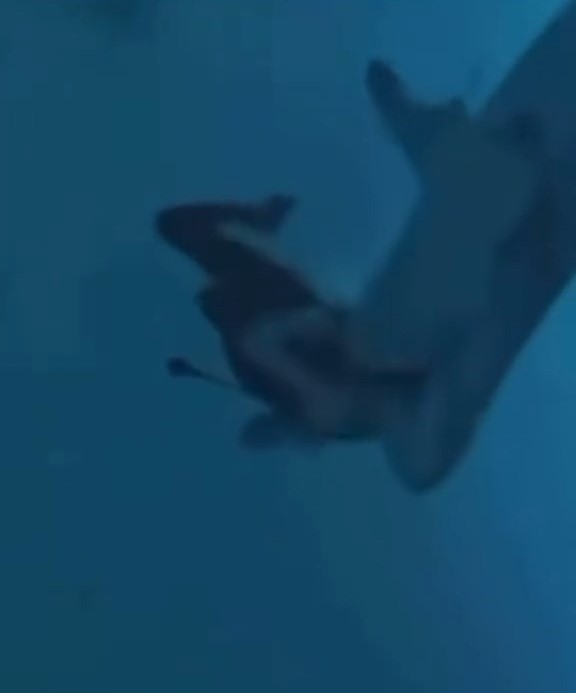 畫面見鯊魚咬著女客後腦。