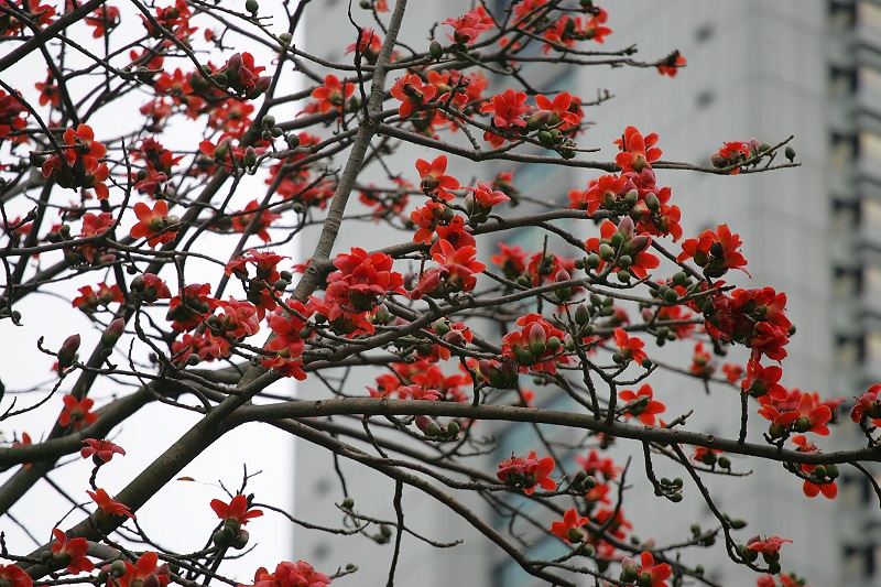 木棉的生命周期應是「秋收冬藏」，冬天時樹葉凋謝，將樹木能量儲存起來，留待春天時紅花怒放。資料圖片