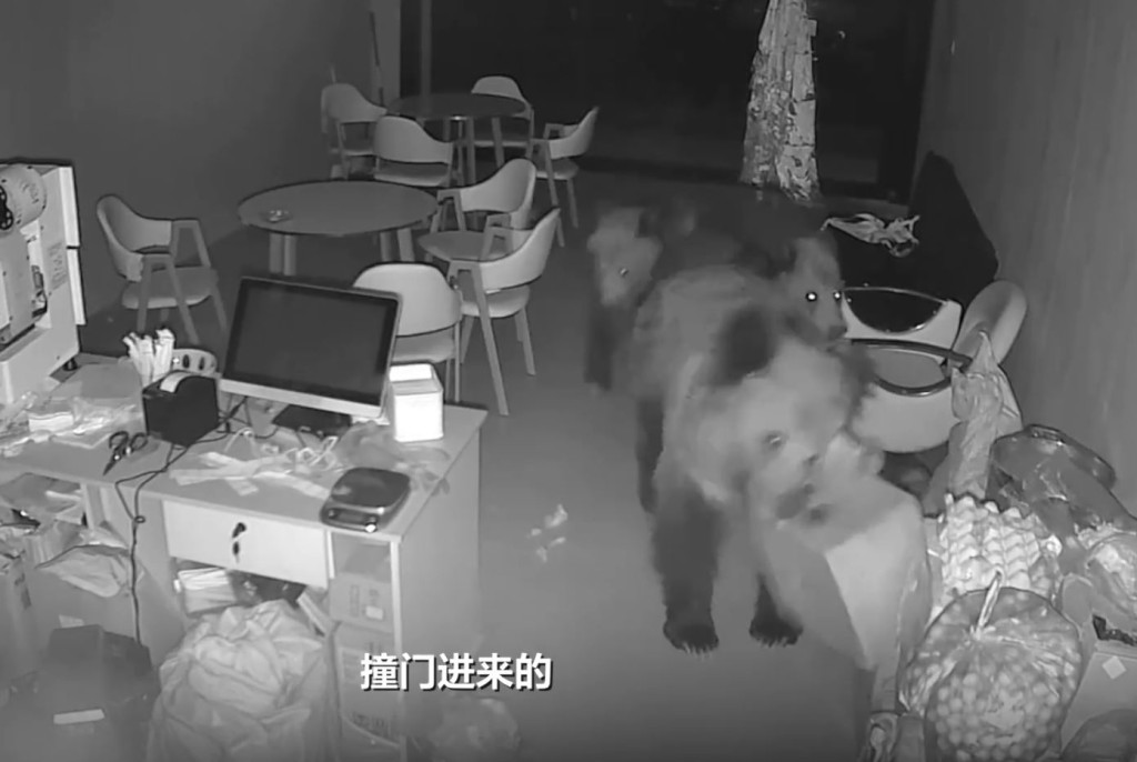 西藏有奶茶店深夜遭3隻熊破門而入搵食物。新京報