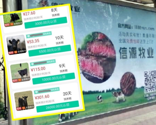 内地兴起「云养牛」。网图