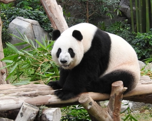 盈盈自 7 月尾開始出現典型妊娠症狀。海洋公園圖片
