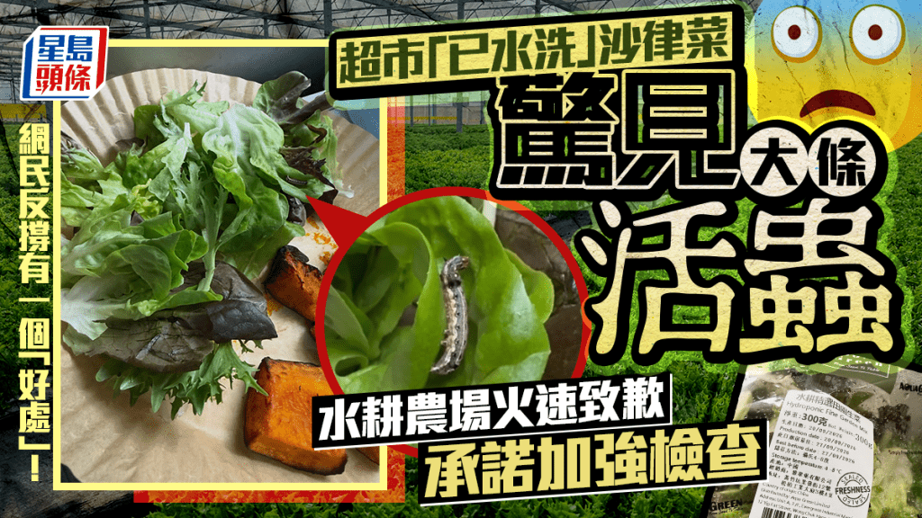 超市「已水洗」沙律菜惊见大条活虫 水耕农场火速致歉承诺加强检查 网民反撑有一个「好处」!