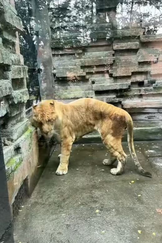 寧波野生動物園的獅虎獸被指「皮包骨」，引起外界關注其健康。