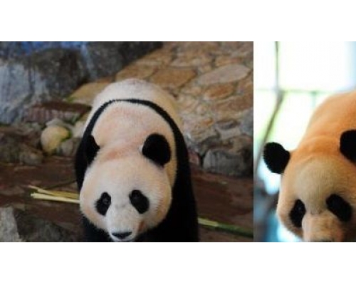 左起：妹妹「優浜」、「海浜」。