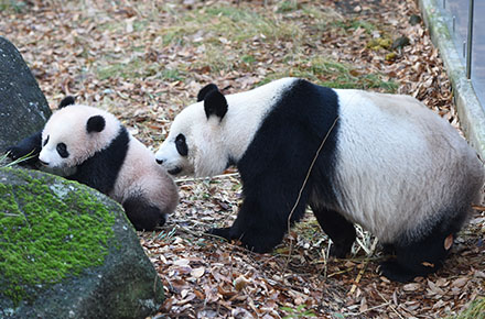 2017年圣诞节，大熊猫香香和妈妈在一起。 上野动物园图片