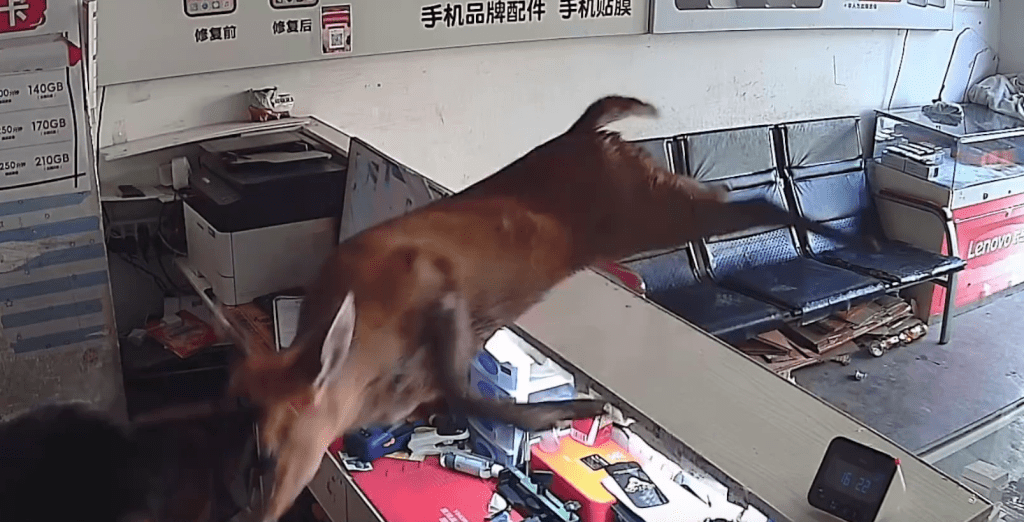 一隻麂闖入手機店，躍過櫃檯飛撲店員。