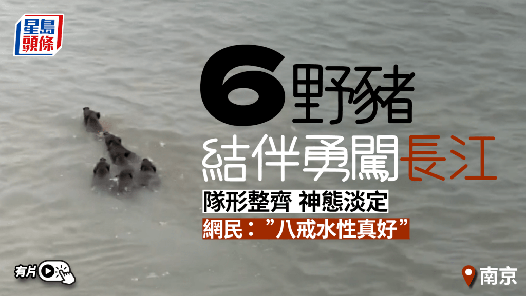 南京6野豬結伴渡長江 隊形整齊淡定游對岸|有片