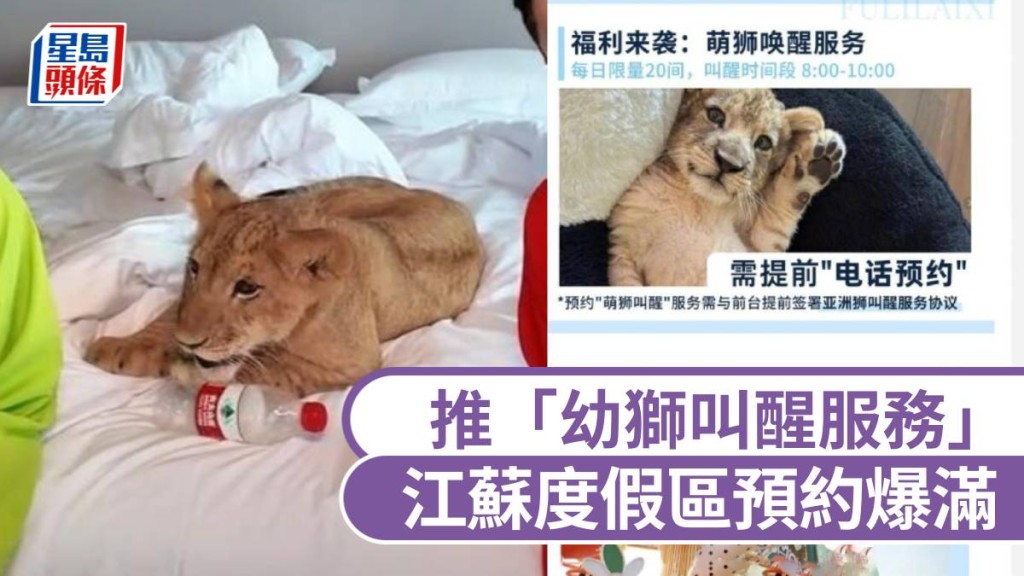 推「幼狮叫醒服务」，江苏度假区¥628元一晚预约爆满。