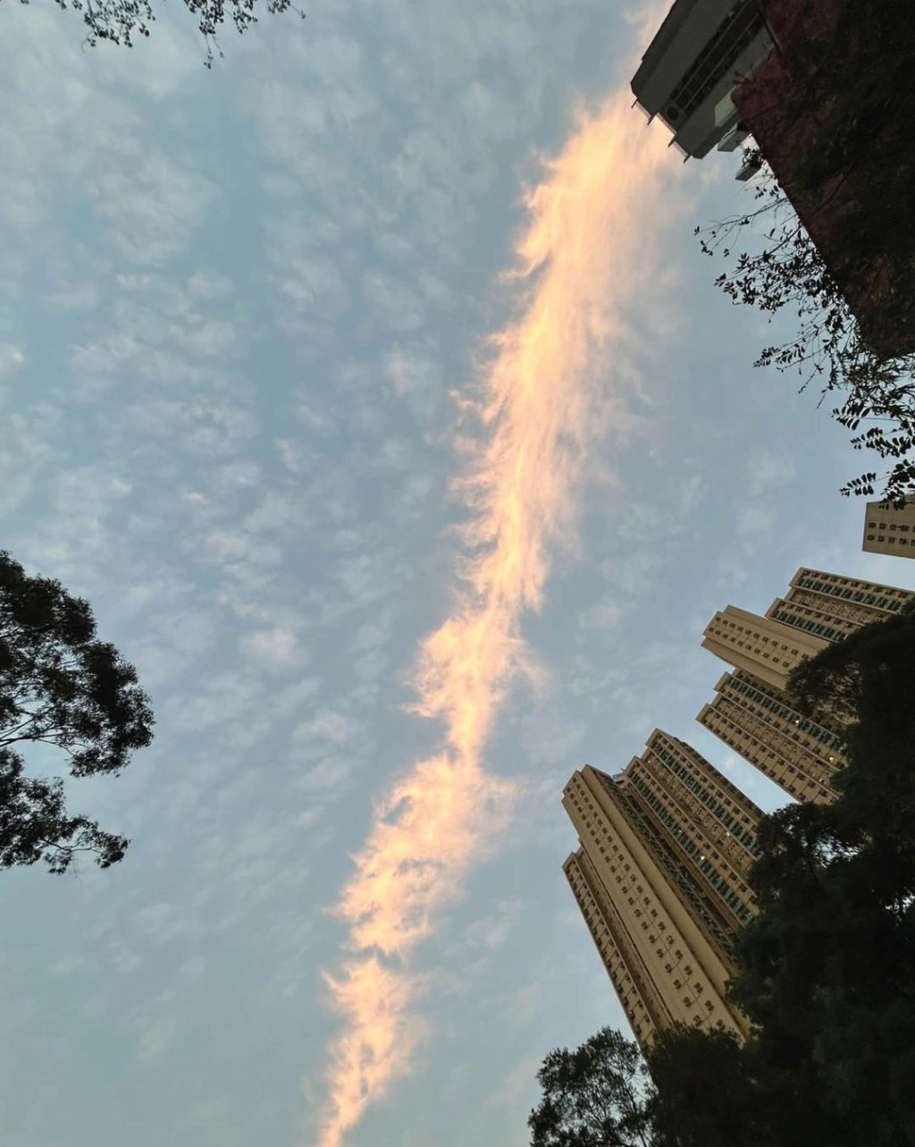 一節節, 生長成支撐蒼穹的脊樑。fb「香港天文台」截圖 一節節, 生長成支撐蒼穹的脊樑。fb「香港天文台」截圖