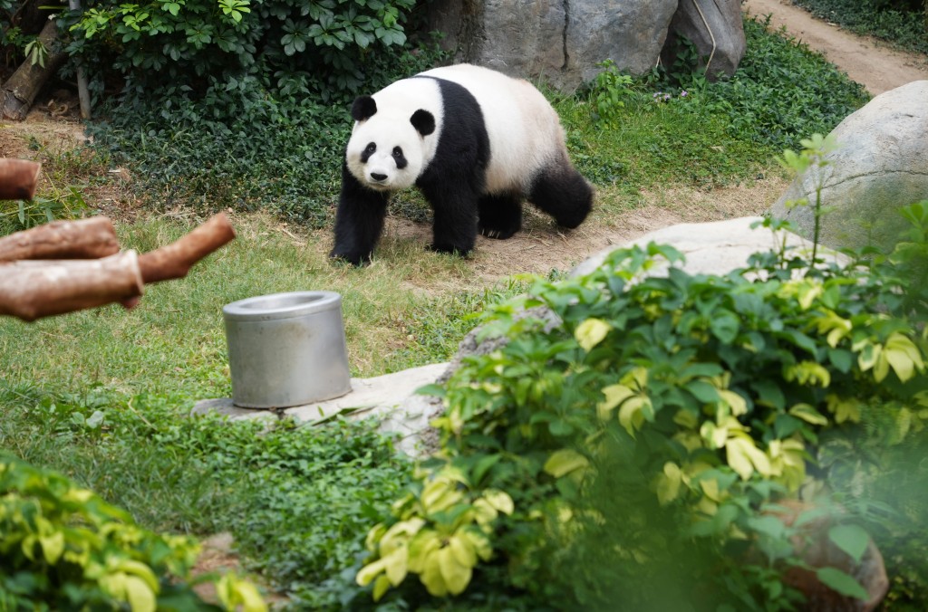 本港目前有兩隻大熊貓。資料圖片