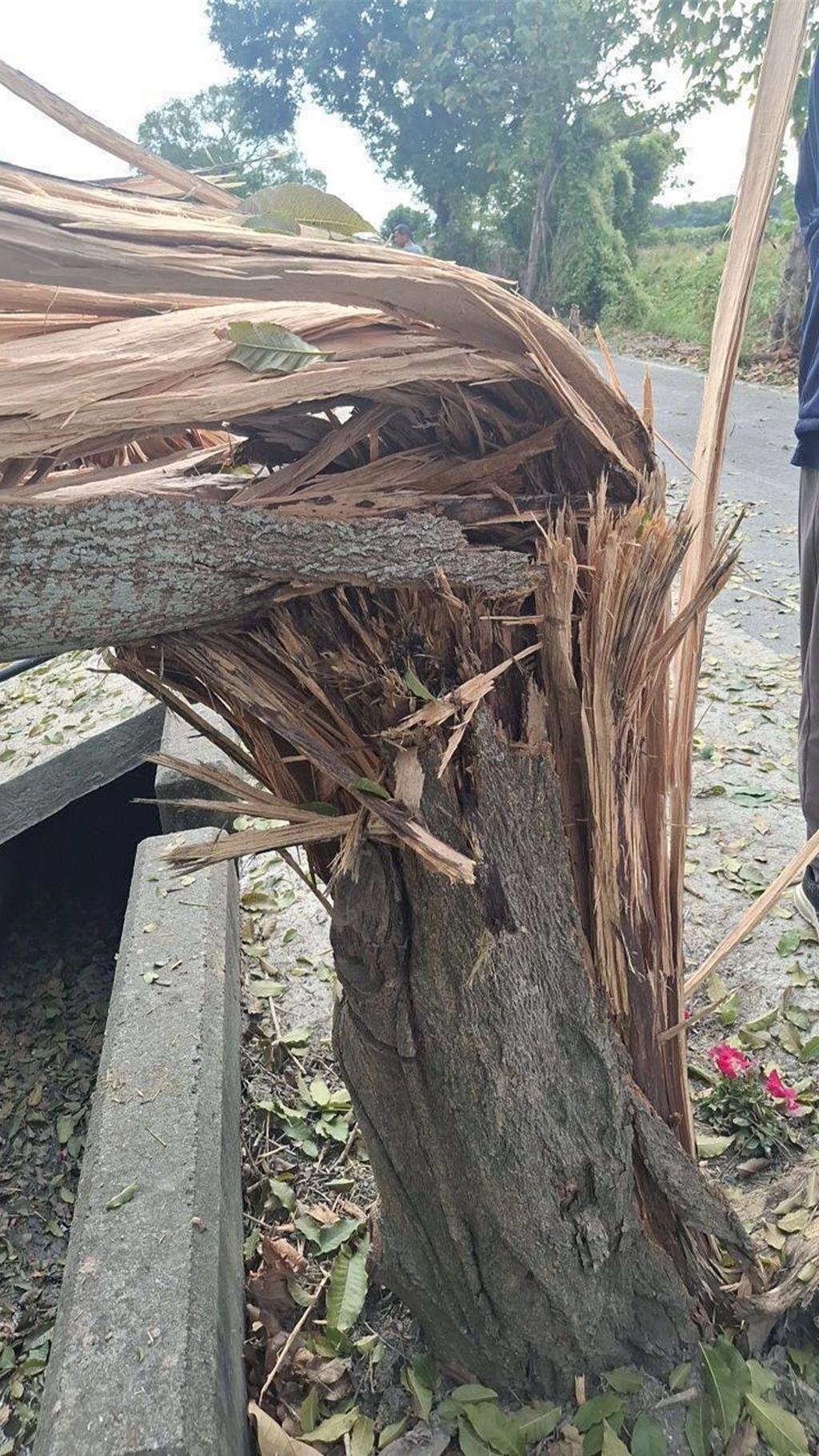 台軍實砲射擊，砲彈偏離目標，造成其中一處民宅的樹木被砸斷。 中時