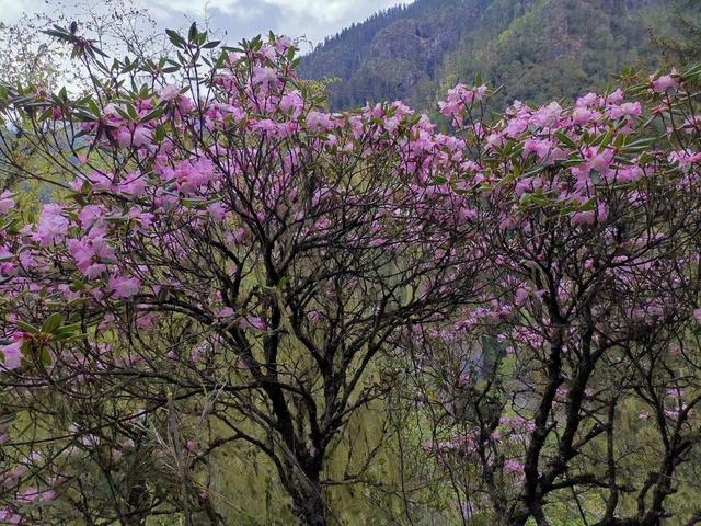 在康塢大寺周圍的山區,發現已被評估野外滅絕的枯魯杜鵑。(網圖)