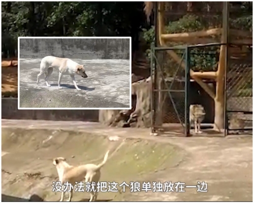 狼休息完後從籠內走出來。網圖