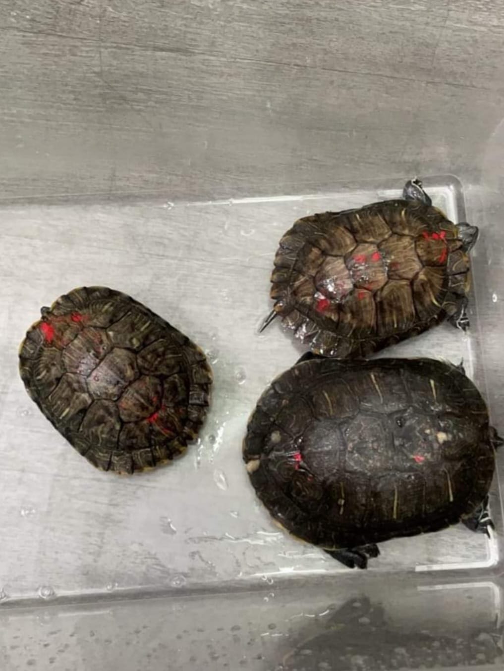有团体即场拯救被放入海的淡水巴西龟。香港两栖及爬虫协会提供图片