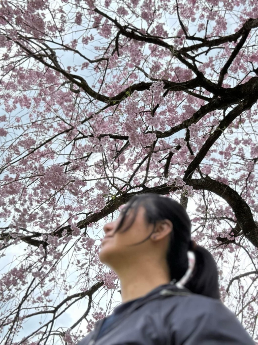 前日本櫻花盛放，蒙嘉慧在社交網分享在櫻花樹下的低炒打卡照。