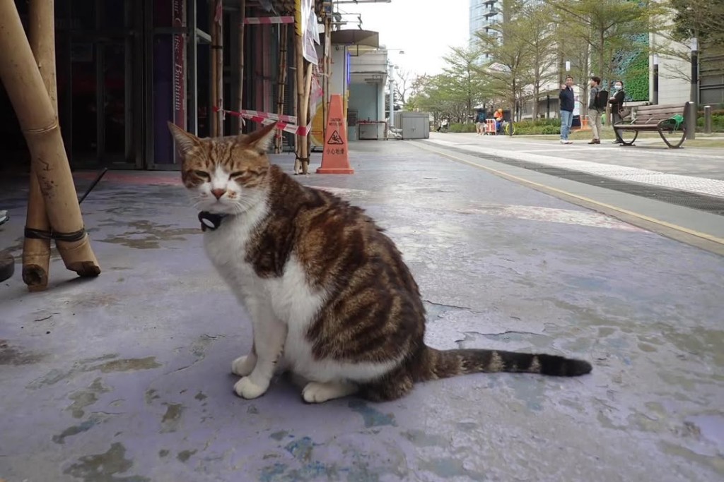 肥貓早前走失。ig@npcat_at_pier 肥貓早前走失。ig@npcat_at_pier