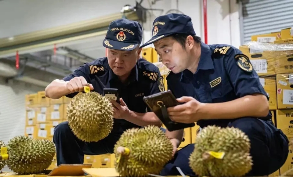 深圳海关关员开展进口榴梿查验。 内地海关