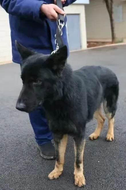 待領養的淘汰搜救犬。　雲南消防