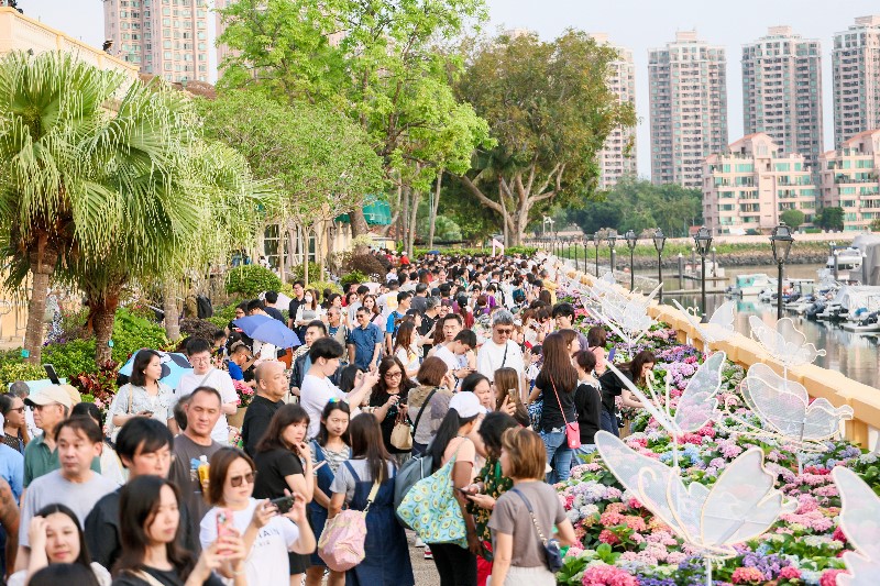 黃金海岸繡球花節以逾萬朵繡球花,打造120米繡球花打卡長廊。 黃金海岸繡球花節以逾萬朵繡球花,打造120米繡球花打卡長廊。