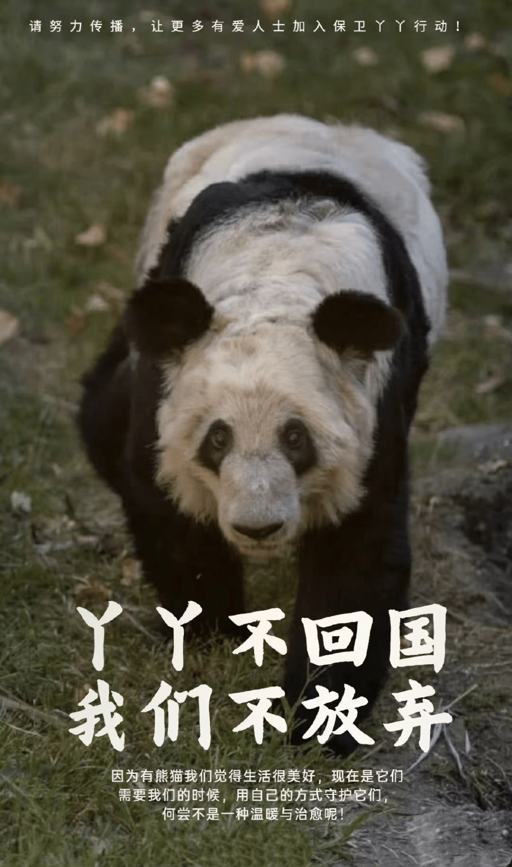 有网民发起呼吁尽早接大熊猫丫丫回国的活动。