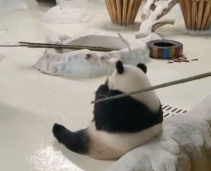 大熊猫「暖暖」未理会被竹竿拍打，继续食。 网片截图