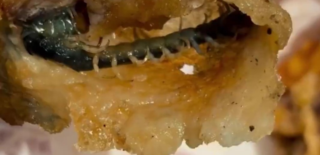 江苏食客吃炸鸡惊见原条蜈蚣。