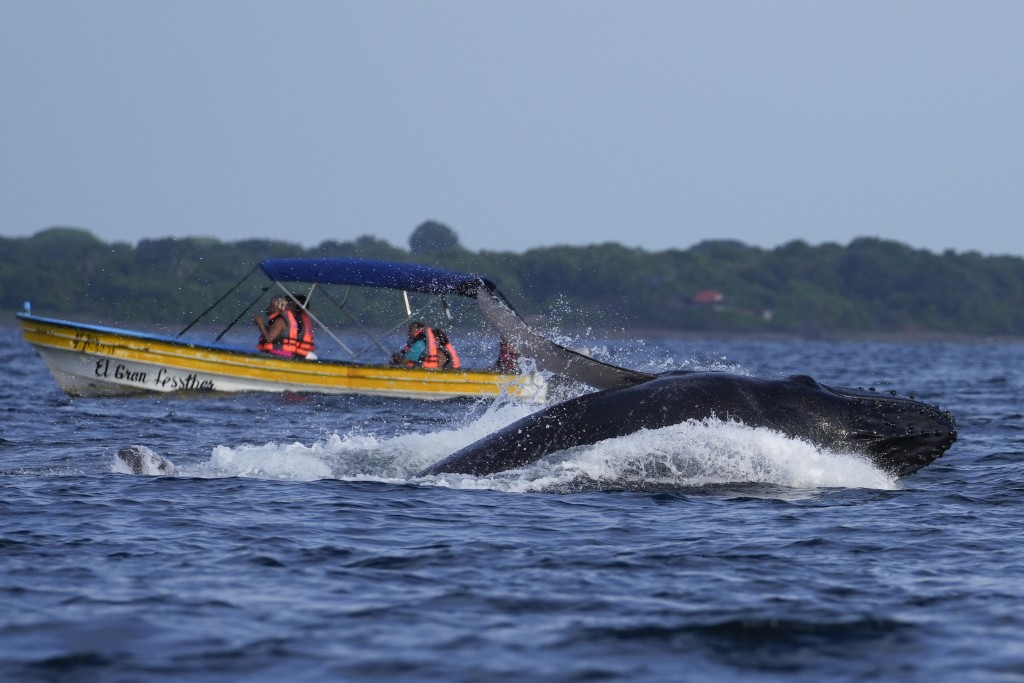 专家指座头鲸觅食时不一定能看见水面上有船只。（美联社）