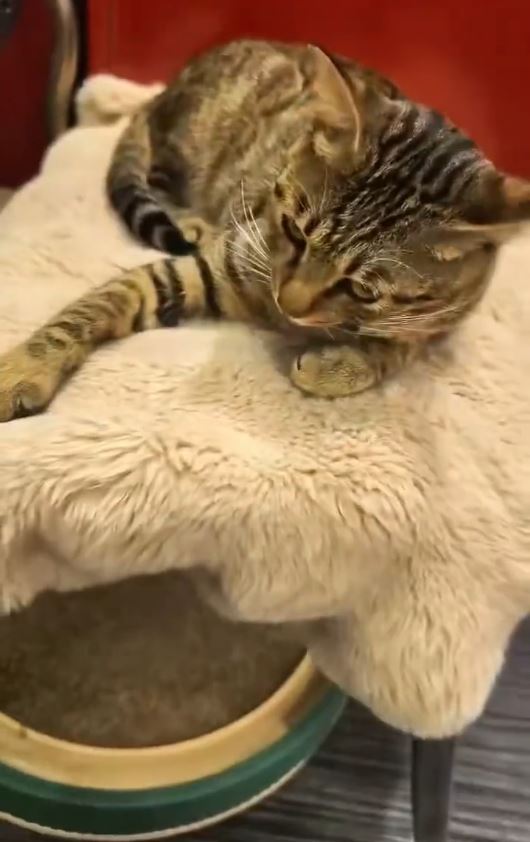 有網民飼養的貓咪外出玩耍被當作流浪貓，遭捉去絕育。微博