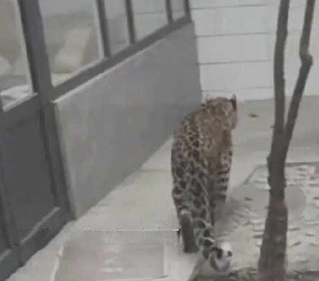 花豹已經在村子裡遊走幾天。新浪網