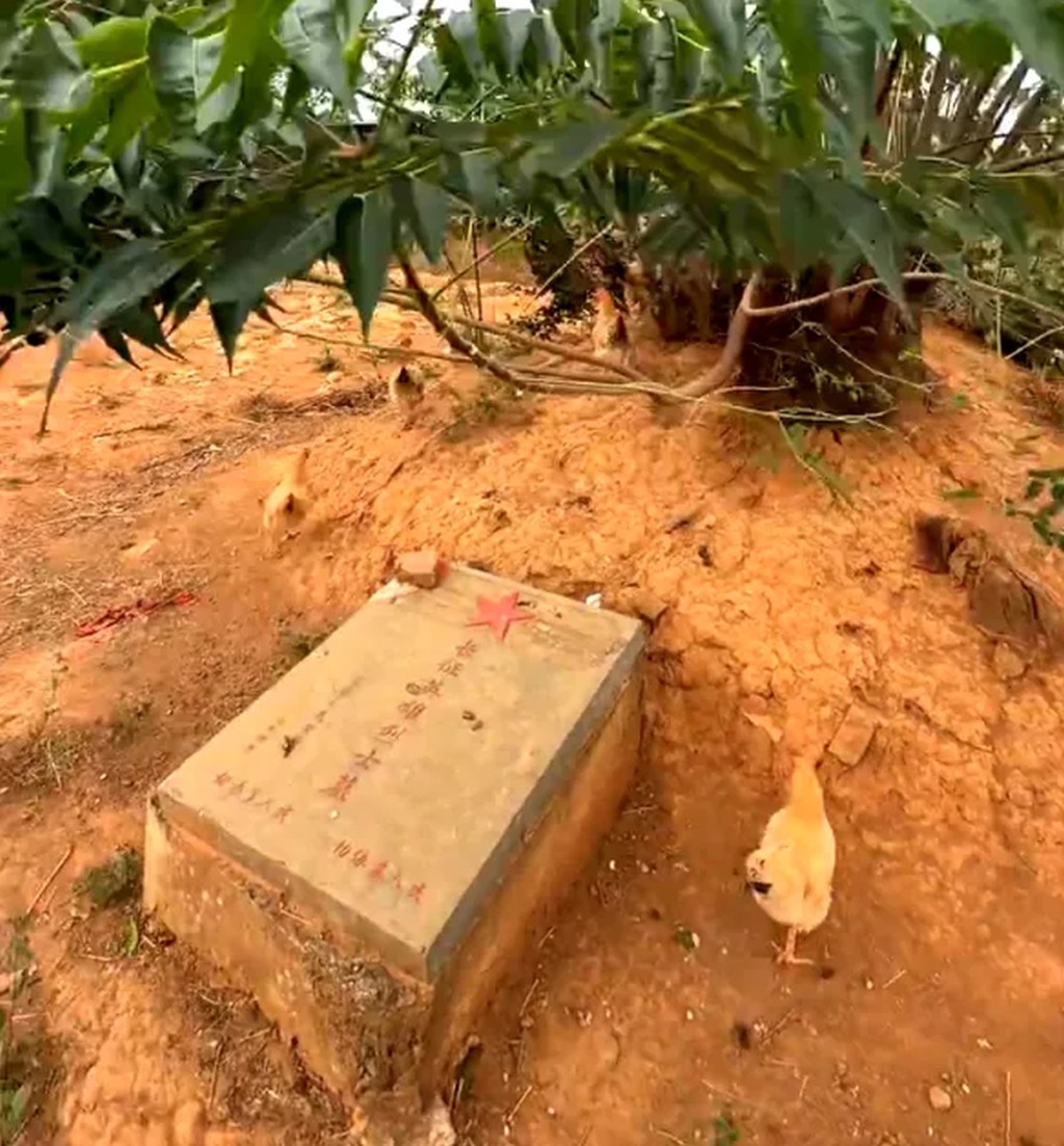 網友發視頻稱湖南永州市道縣一長征英雄烈士墓成了養雞場。 網友發視頻稱湖南永州市道縣一長征英雄烈士墓成了養雞場。