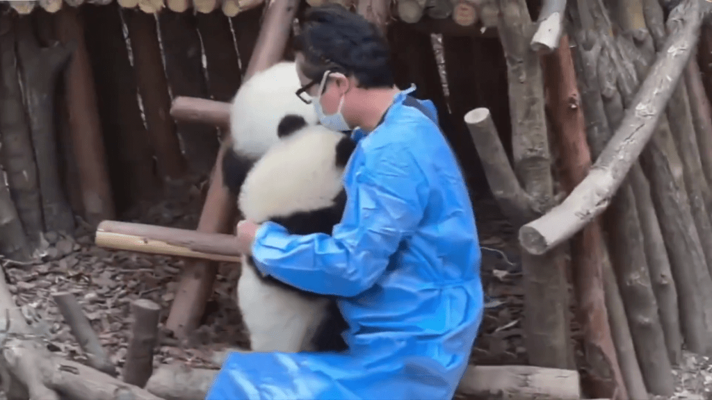 工作人員將大熊貓福菀帶到小屋。