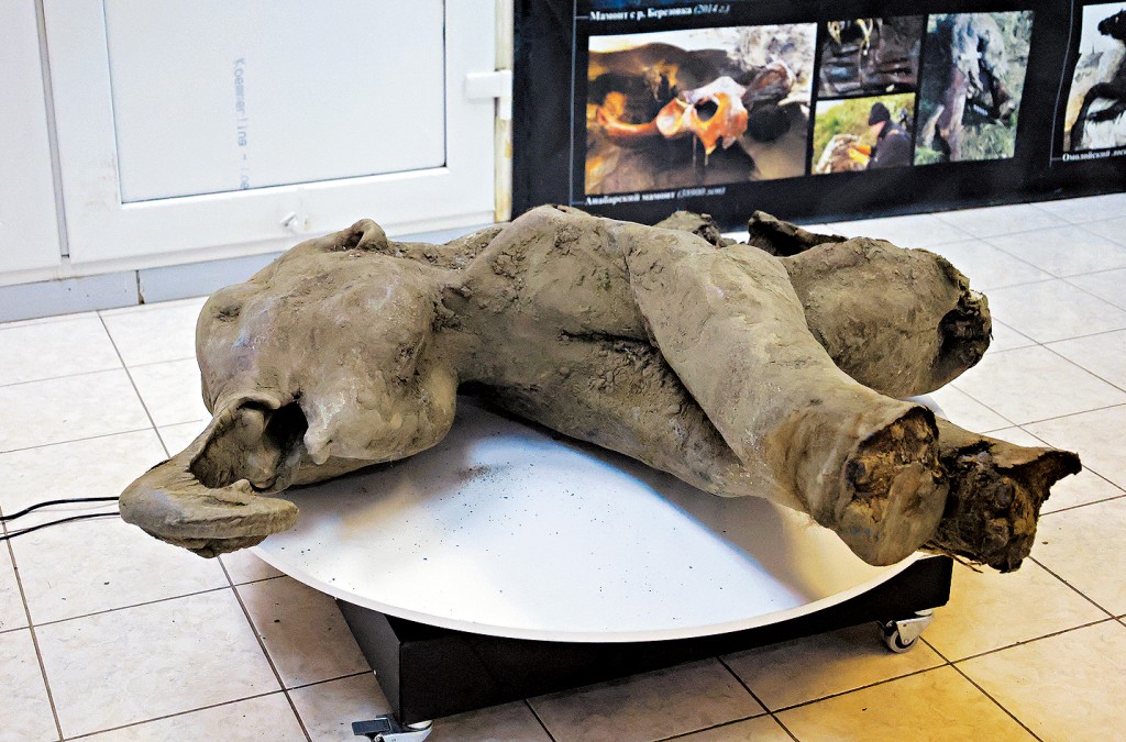 冰封5萬年的小長毛象遺骸。