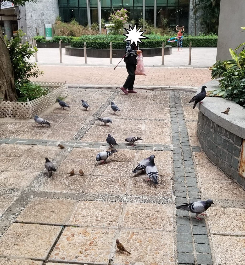 茵怡花園附近的餵雀人。網上截圖