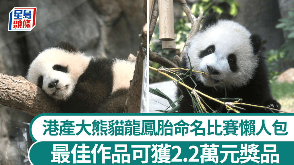 港產大熊貓｜龍鳳胎命名比賽報名、規則懶人包  即睇總值2.2萬元最佳作品獎品　