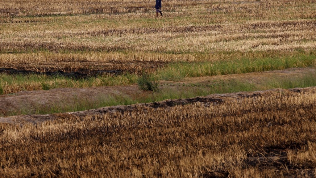 2016年素攀府又遇乾旱，圖為一片乾掉的稻田。 路透社