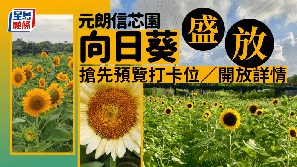 元朗信芯園向日葵盛放！園區開放在即 搶先預覽打卡位 太陽花/荷花/稻米/西瓜