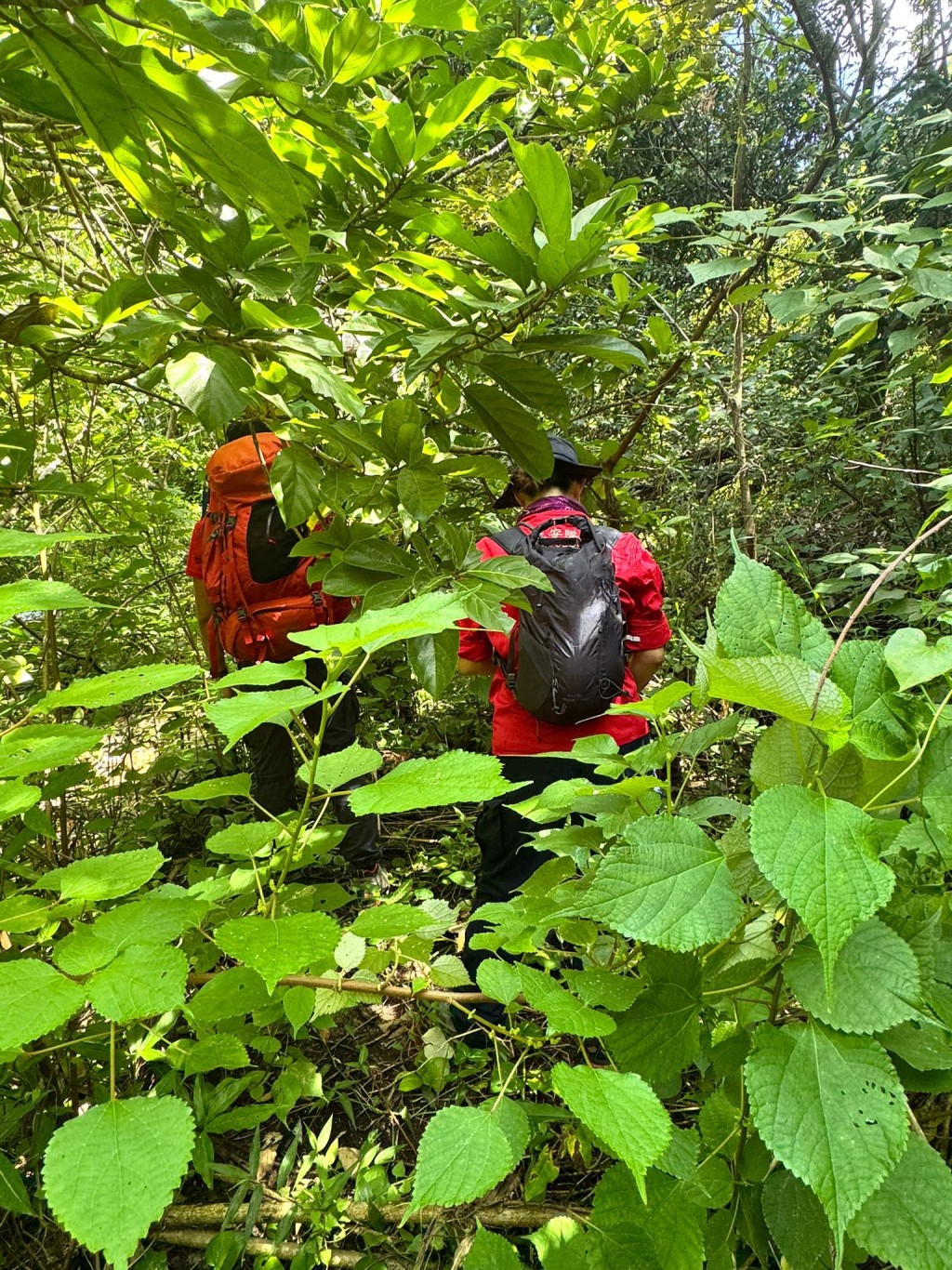 救援人員到榕樹灣、洪聖爺大灣肚至索罟灣山地塘一帶進行搜索。 救援人員到榕樹灣、洪聖爺大灣肚至索罟灣山地塘一帶進行搜索。