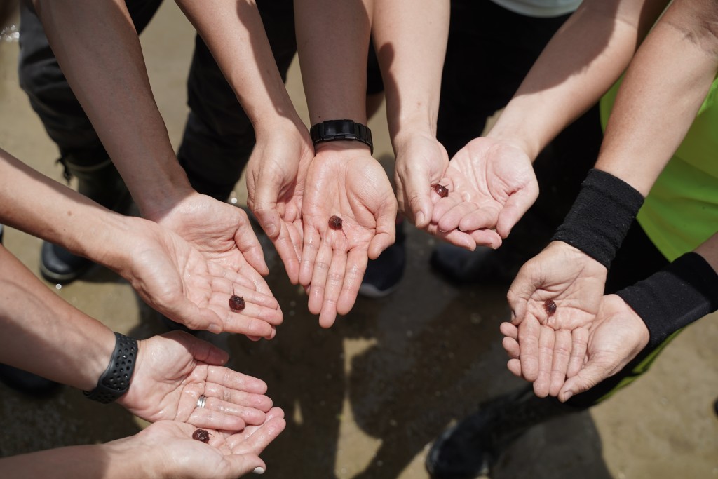 年幼马蹄蟹准备被放归野外。