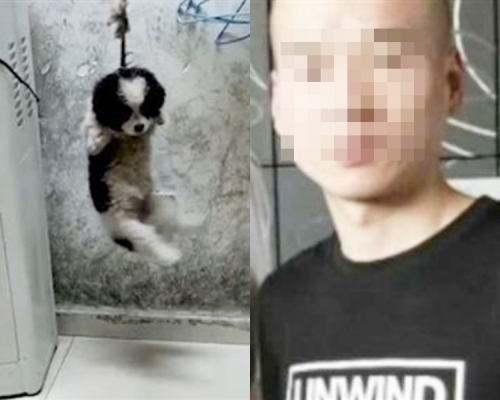 小狗被吊半空勒颈。网上图片