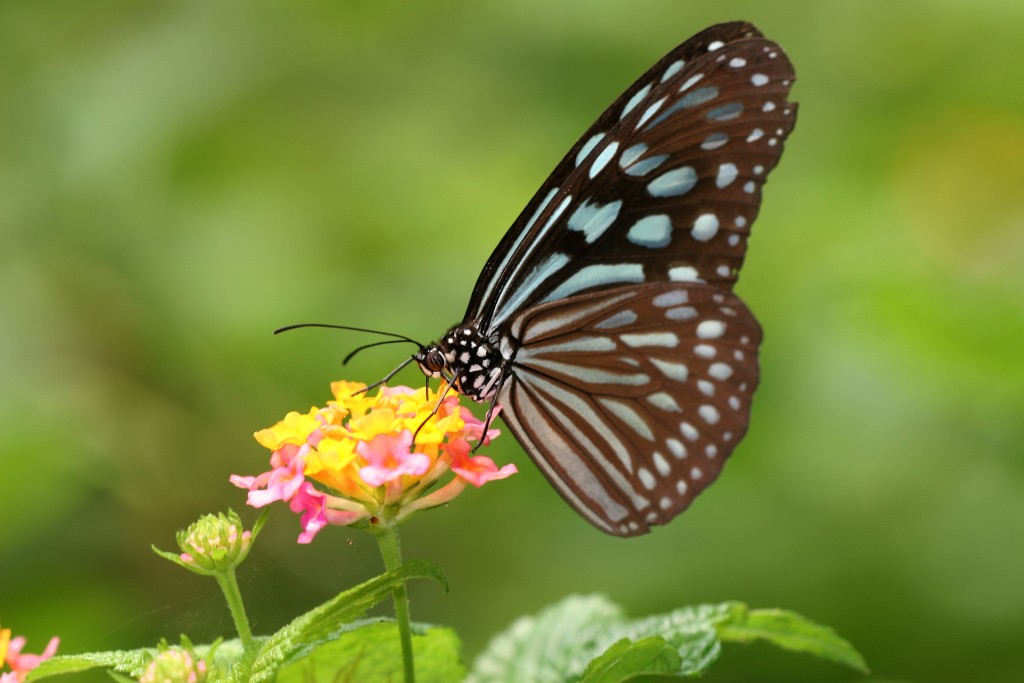 拟旖斑蝶。资料图片