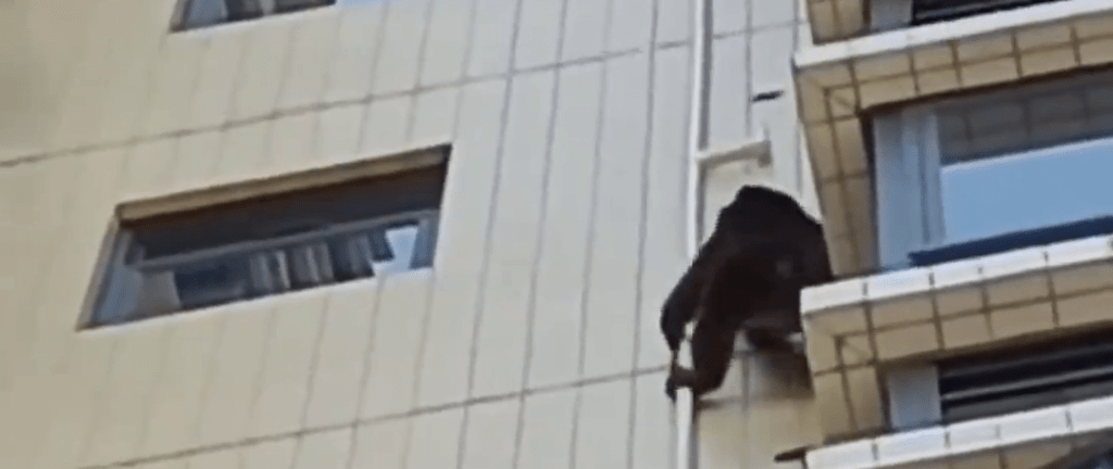 疑似猩猩的黑色動物在一住宅大樓外牆上攀爬。