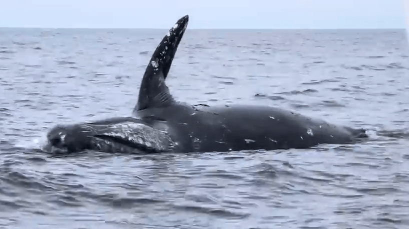 另一段在2022年拍摄的鲸爆情况则较为严重。