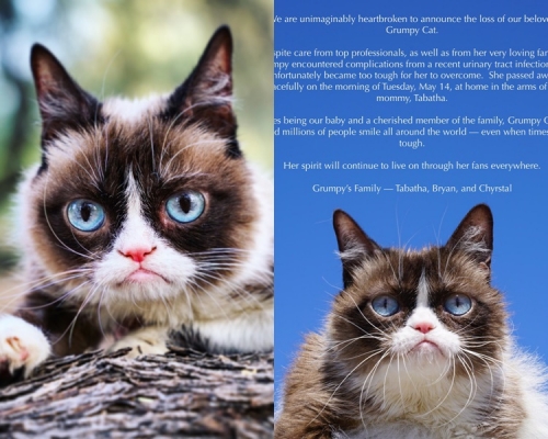 「Grumpy Cat」離世。官方Twitter圖片