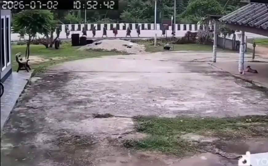 閉路電視拍下僧侶被貨車撞倒的情景。X@Berita.Viral.Update 閉路電視拍下僧侶被貨車撞倒的情景。X@Berita.Viral.Update
