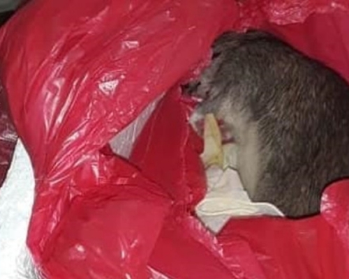 丹尼爾夫婦接過裝有早夭女兒遺體盒子時，發現竟得一隻死老鼠。Majo Velez Facebook圖片