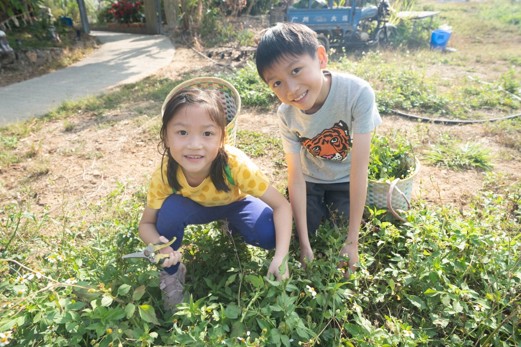 兩兄妹親自摘野草，準備餵羊。